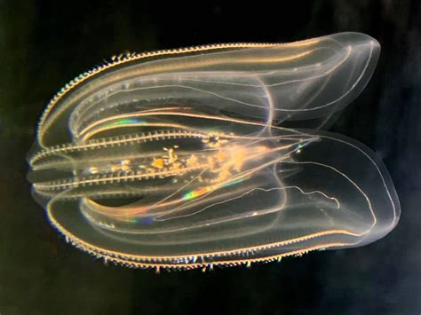 Comb Jelly Symmetry at Margaret Cass blog
