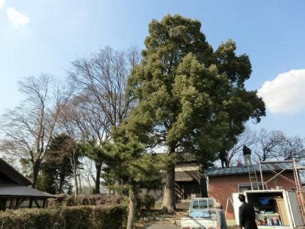 舟つなぎの木（助命木） | 岐阜県輪之内町〜輪中が息づく平らな町〜