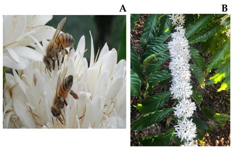 Major Bioactive Compounds, Volatile and Sensory Profiles of Coffea ...