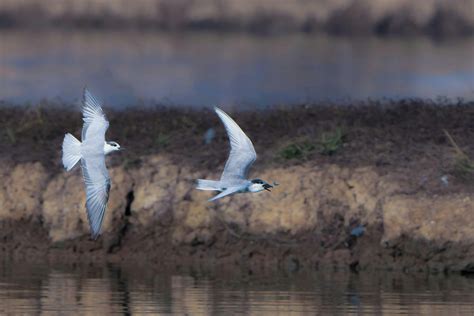 Nature Black and White 的图像结果