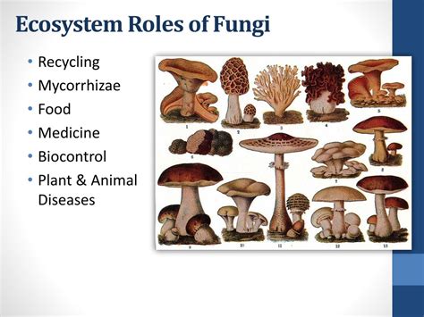 1 Name Two Ecological Roles Of Fungi: