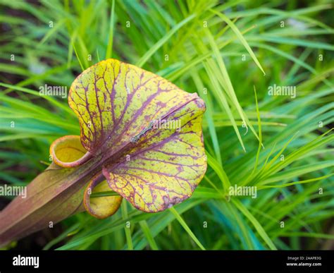 Pitcher plant sarracenia purpurea hi-res stock photography and images ...