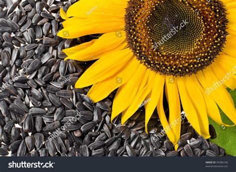 Flower Sunflower Seeds Stock Photo 59286190 : Shutterstock