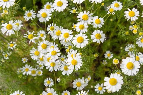 Roman Chamomile | Seeds | Chamomile plant, Chamomile seeds, Fragrant plant