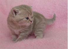 kitten for sale kittens for sale kitten and puppy kitten for sale kittens for sale kitten and puppy