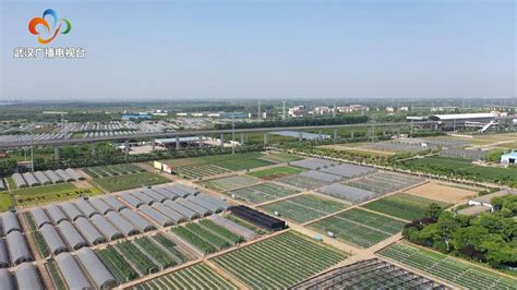 农业 | 2020武汉种业博览会举行，所有参展品种线上展示_蔬菜