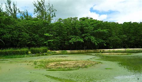 Graeme Hall Nature Sanctuary, bridgetown, Barbados - Top Attractions ...