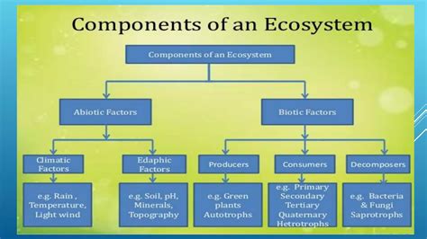 Image result for Ecosystem Structure Model