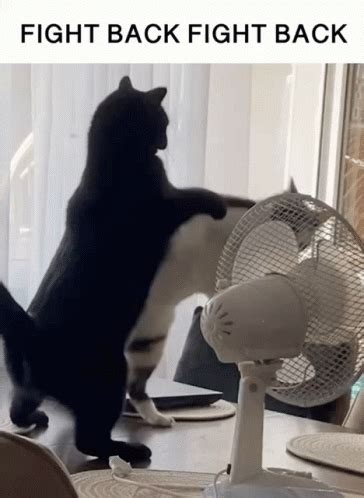 Fight On Fighting Cats GIF | GIFDB.com