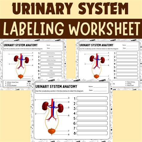 Human Urinary Tract And Kidney Worksheet