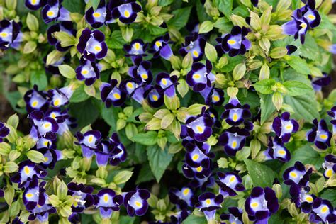 Shade Flowers Annuals