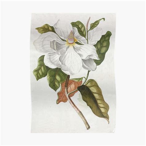 "Vintage Botanical Illustration Magnolia" Poster for Sale by koovoxdogs ...