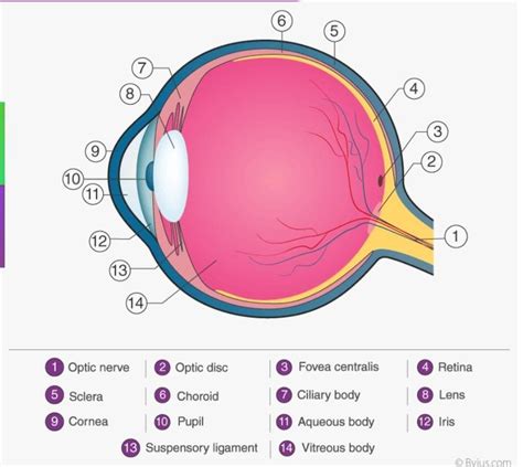 Describe the structure of the human eye with the help of a labelled ...