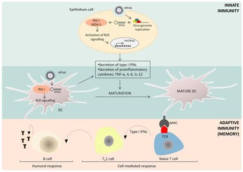 Targeting Pattern Recognition Receptors (PRR) for Vaccine Adjuvantation ...