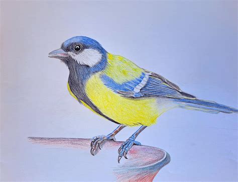 Image result for Drawing Birds Tutorial