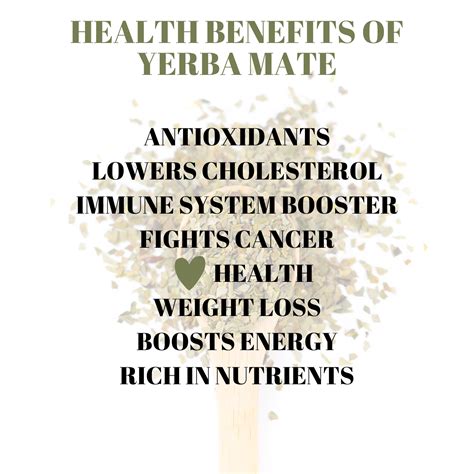 What is Yerba Mate? 8 Health Benefits – Full Leaf Tea Company
