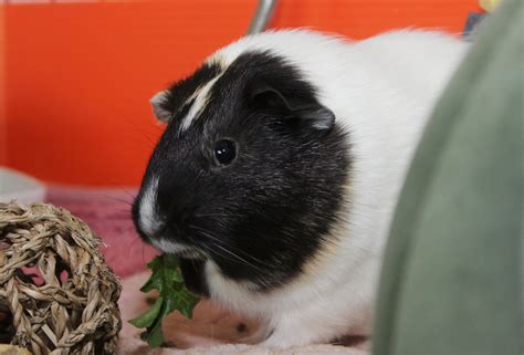 Guinea Pig Black And White Sell Online | www.pinnaxis.com