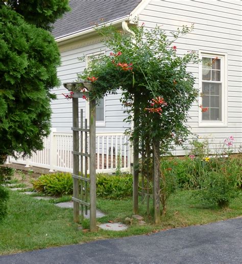 REFLECTIONS: Backyard Trumpet Vine 2017