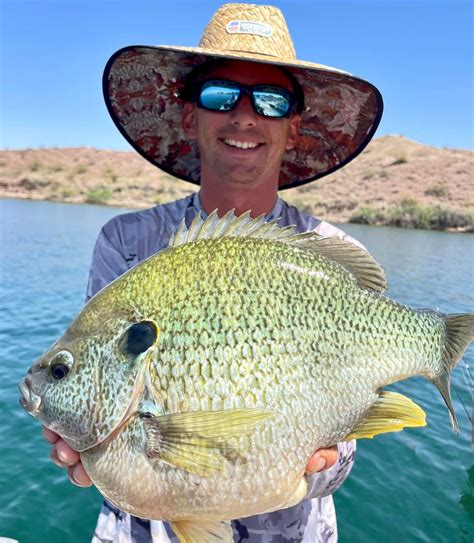 World Record Sunfish