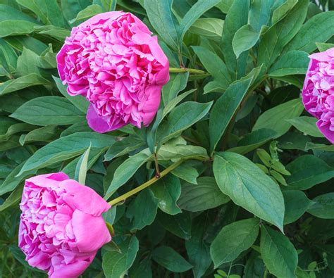Deadheading peonies: expert tips to complete this task | Homes and Gardens