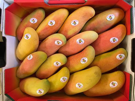 Image result for Mango Types Mango Varieties