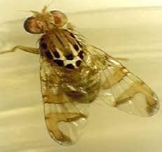 Pest Management in Ber – Khethari