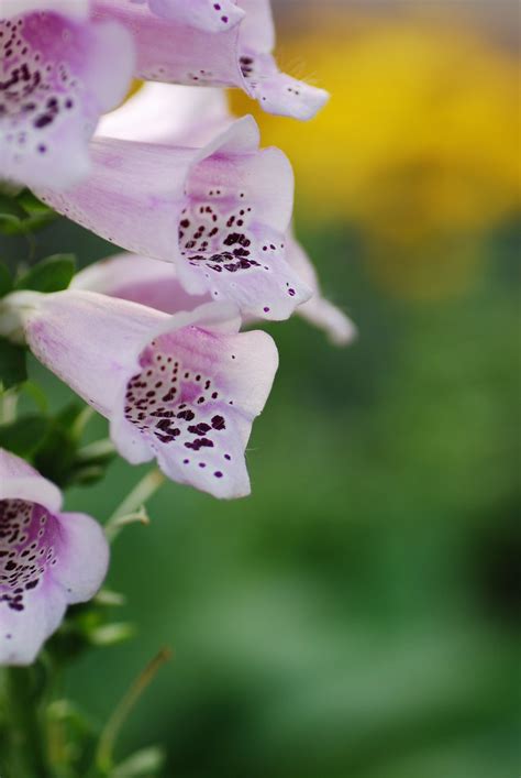 Bing Search IPA Key 的图像结果