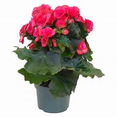 roselline in vaso begonia quot elatior quot rosa vaso 216 13 cm acquista da obi roselline in vaso begonia quot elatior quot rosa vaso 216 13 cm acquista da obi