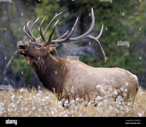 Bull elk (cervus canadensis) bugling during the fall rut breeding ...