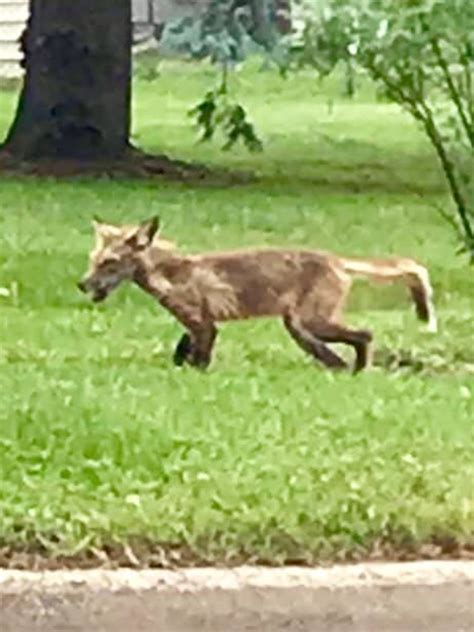 Sarcoptic Mange Coyote