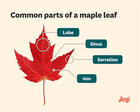 What Does A Maple Tree Look Like? The Types of Maple Trees | Angi