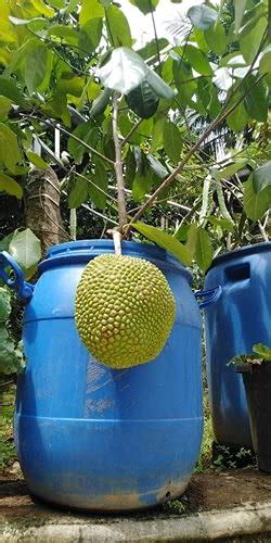 Aiden Gardens Super Dwarf Vietnam Super Early Variety Jackfruit Grafted ...