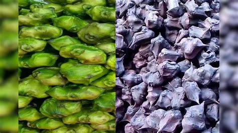 કામની વાત: શિયાળામાં કાળા શિંગાડા ખવાય કે લીલા, જાણો બંનેને ખાવાથી શું ...