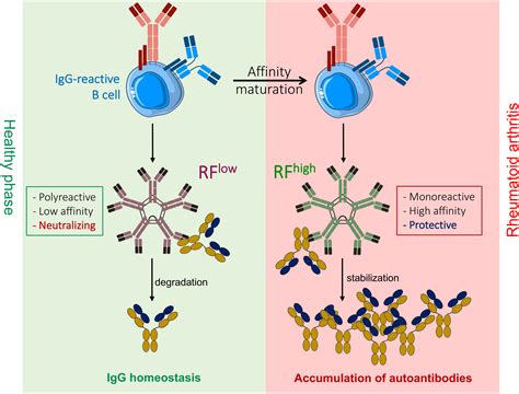 Frontiers | Rheumatoid factor IgM autoantibodies control IgG homeostasis