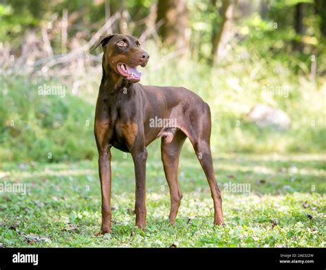 A red Doberman Pinscher dog with natural uncropped ears standing ...