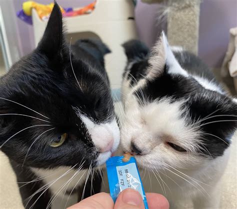 Humane Society of Cobb County – Humane Society of Cobb County