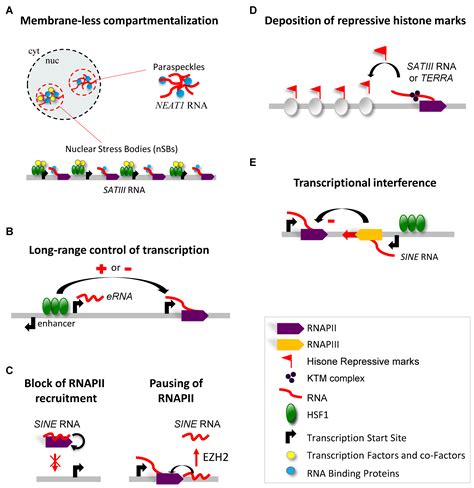 HSF1-Activated Non-Coding Stress Response: Satellite lncRNAs and Beyond ...