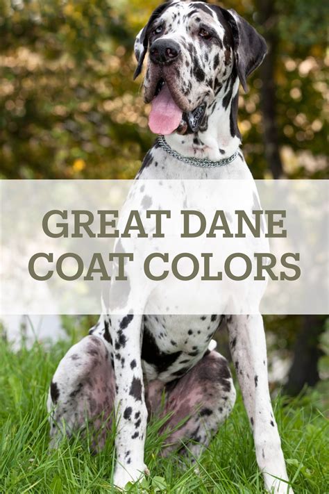 Great dane colors – Artofit