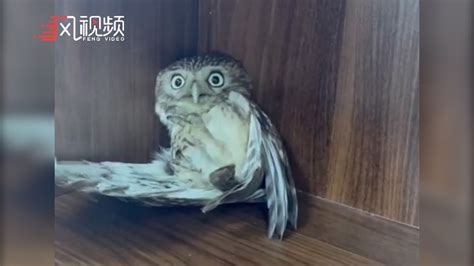 上海地区首次记录到纵纹腹小鸮，系国家二级重点保护动物_凤凰网视频_凤凰网