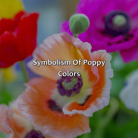What Color Are Poppies - colorscombo.com