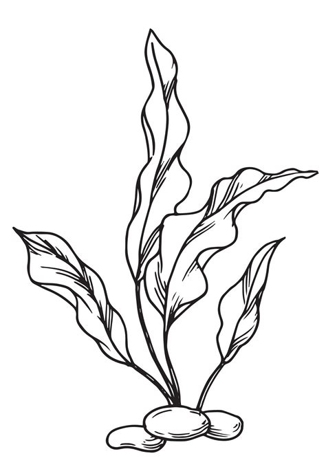 seaweed, kelp seaweed. illustration in sketch style 49010730 Vector Art ...