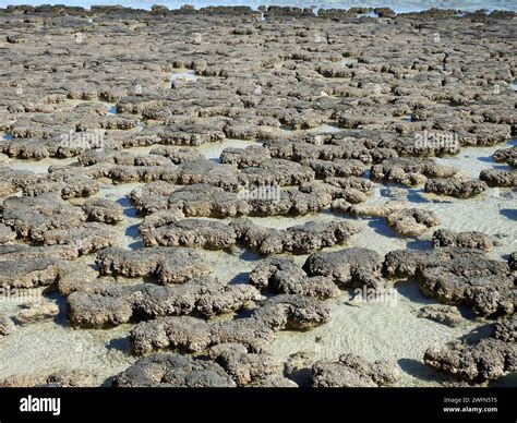 Tracing The Origins: What Was The Earliest Known Life Form?
