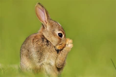 Image result for Rotating Head Rabbit