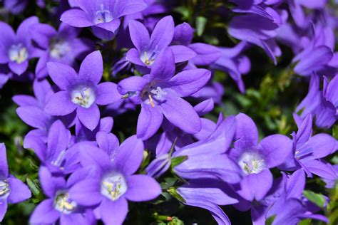 Small purple flowers in spring free image download