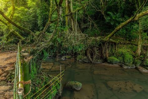 12 Best Living Root Bridges in Meghalaya: Travel Tips | 2026 Guide