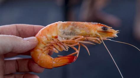 Prawns Eating Tips: জমিয়ে চিংড়ি খাচ্ছেন? এভাবে খেলে মৃত্যু পর্যন্ত ...