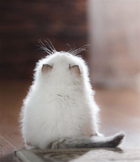 230 Ragdoll Cat Names | Beautiful cats, Baby animals, Cute cats