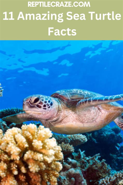 Sea Turtle Fun Facts 的图像结果