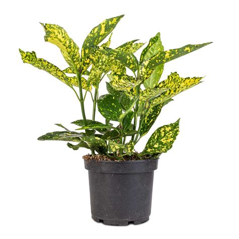 Aucuba japonica Variegata - Gold Dust Plant Indoor Plants | Hortology ...