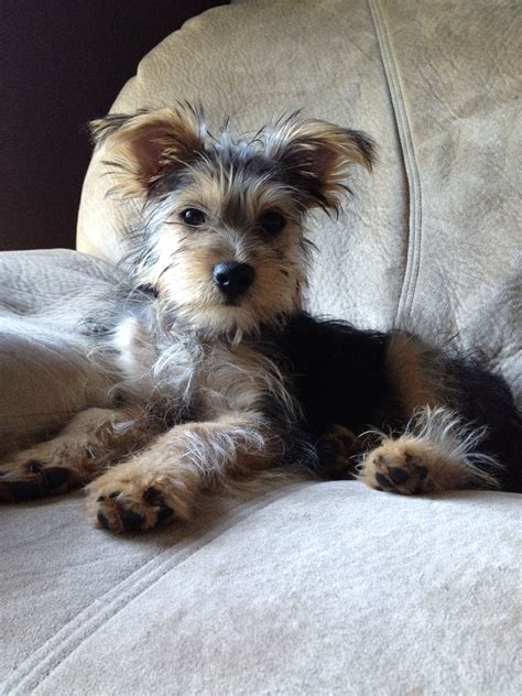 Snorkie- yorkie and schnauzer mix! | Yorkie mix, Terrier mix, Dog breeds